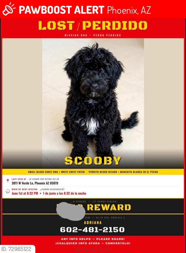 Lost Male Dog last seen Thomas and 43 ave , Phoenix, AZ 85009