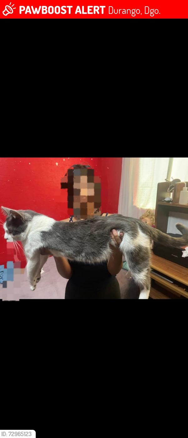Lost Male Cat last seen Ignacio de la llave y San Benito, , Durango, Dgo. 34167