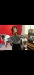 Lost Male Cat last seen Ignacio de la llave y San Benito, , Durango, Dgo. 34167