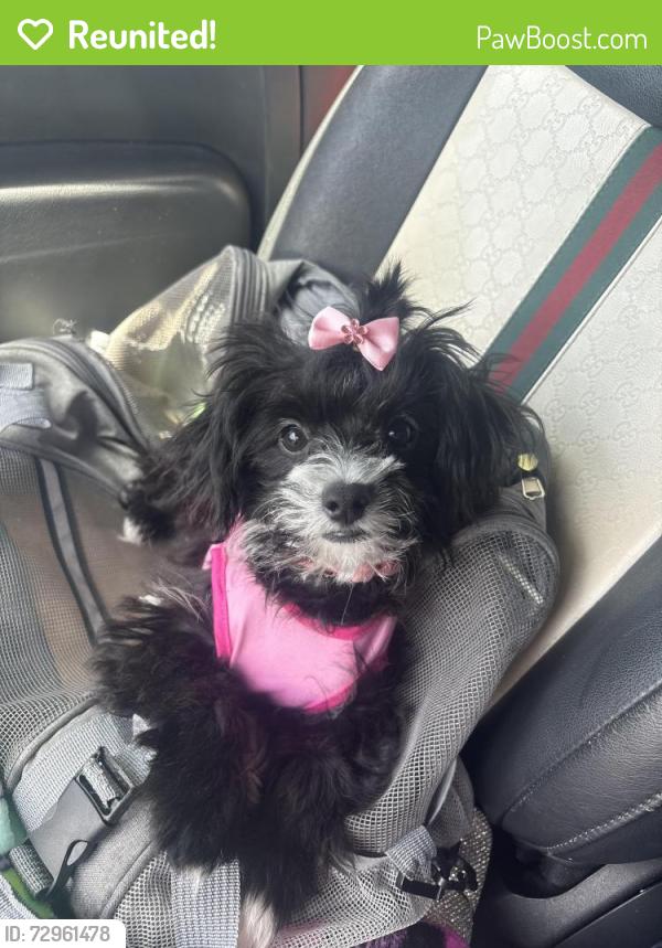 Reunited Female Dog last seen Near garden ave, Modesto, CA 95351