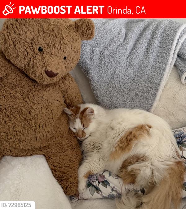 Lost Male Cat last seen Near sundown terrace , Orinda, CA 94563