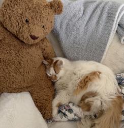 Lost Male Cat last seen Near sundown terrace , Orinda, CA 94563