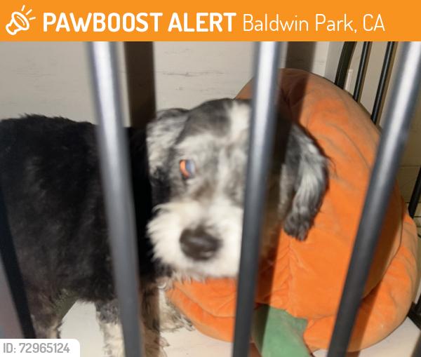 Found/Stray Male Dog last seen Garvey and Puente , Baldwin Park, CA 91706