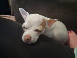Lost Female Dog last seen Boulder highway, Russell , Las Vegas, NV 89122