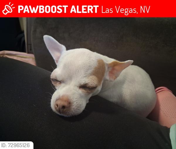 Lost Female Dog last seen Boulder highway, Russell , Las Vegas, NV 89122