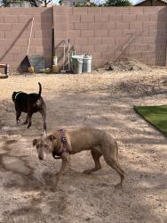 Lost Female Dog last seen Maricopa and 111th lane, Avondale, AZ 85323