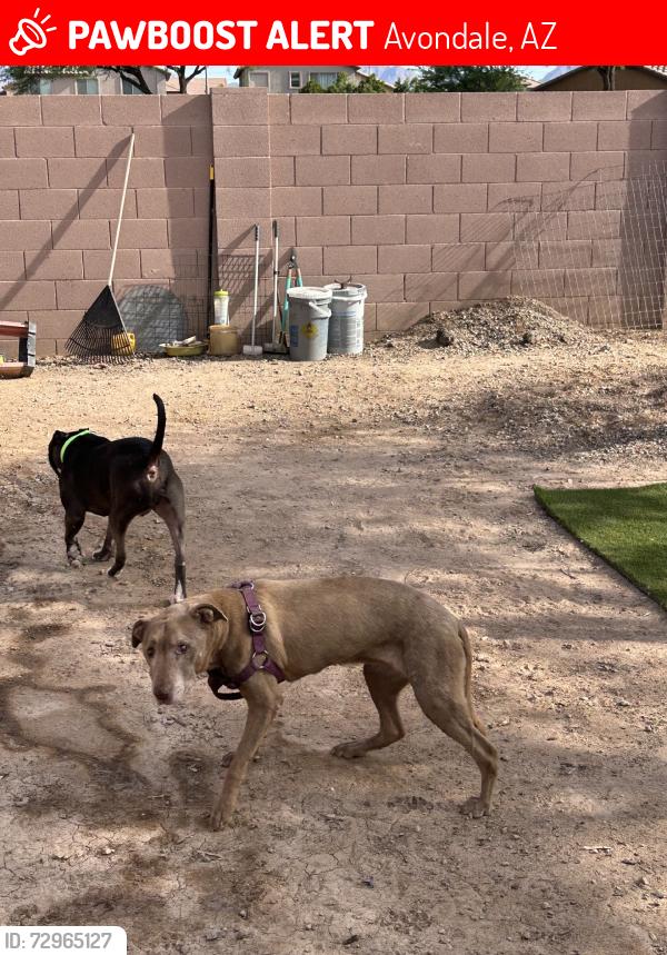 Lost Female Dog last seen Maricopa and 111th lane, Avondale, AZ 85323