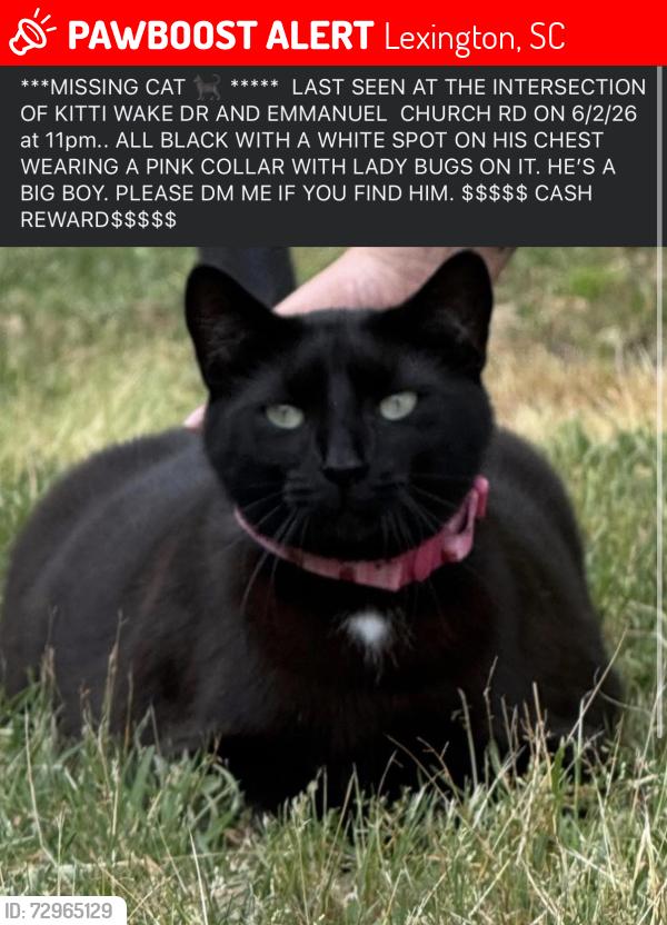 Lost Male Cat last seen White knoll middle school, Lexington, SC 29073