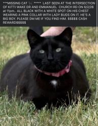 Lost Male Cat last seen White knoll middle school, Lexington, SC 29073