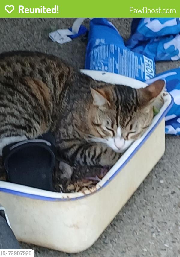 Reunited Male Cat last seen 41st street, Sacramento, CA 95824