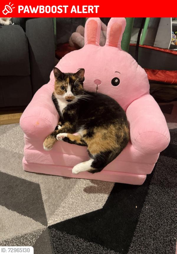 Lost Female Cat last seen The Linton hotel , East Lothian, Scotland EH40 3AE