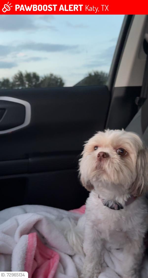 Lost Female Dog last seen Near Longmont Park Ct, Katy, TX 77494