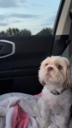 Lost Female Dog last seen Near Longmont Park Ct, Katy, TX 77494