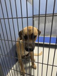 Shelter Stray Male Dog last seen El Paso, TX 79936, Fort Bliss, TX 79906
