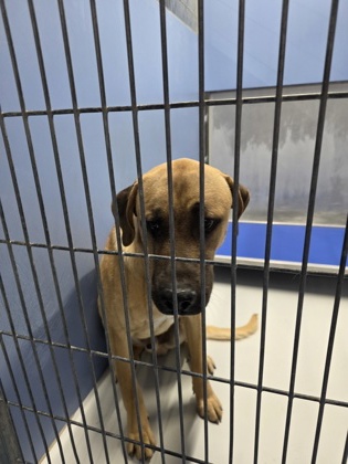 Shelter Stray Male Dog last seen El Paso, TX 79936, Fort Bliss, TX 79906