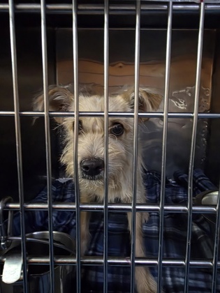 Shelter Stray Male Dog last seen Near QUINTANA DRIVE, CITY of El Paso, TX, Fort Bliss, TX 79906