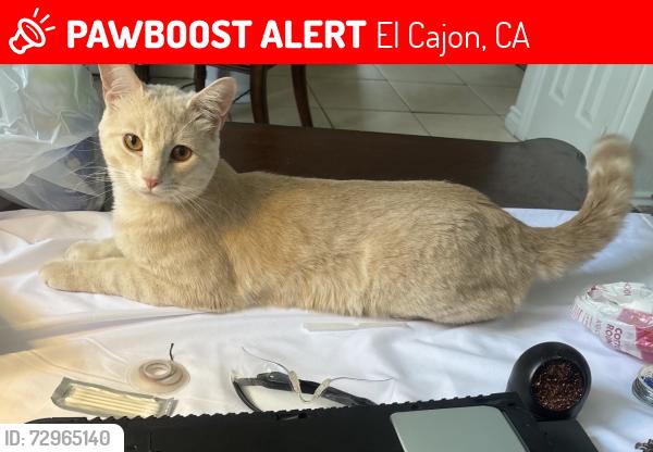 Lost Male Cat last seen Ballard St & Andover Rd, El Cajon, CA 92019