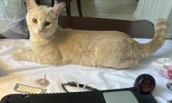 Lost Male Cat last seen Ballard St & Andover Rd, El Cajon, CA 92019