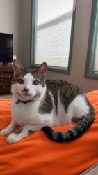 Lost Male Cat last seen NE 128th Ave, Kirkland, WA 98034