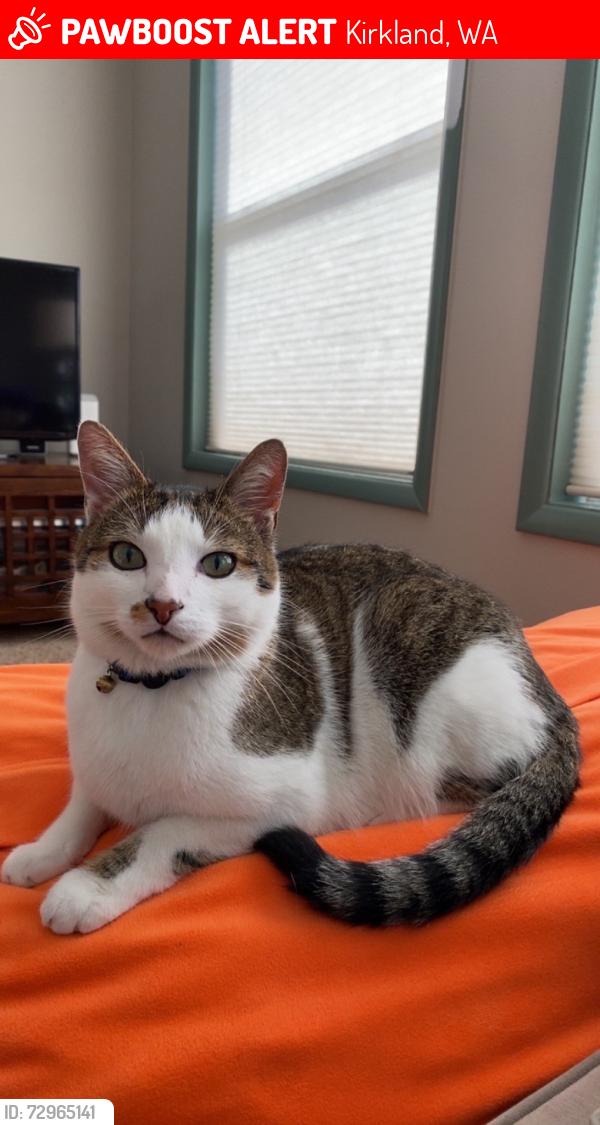 Lost Male Cat last seen NE 128th Ave, Kirkland, WA 98034