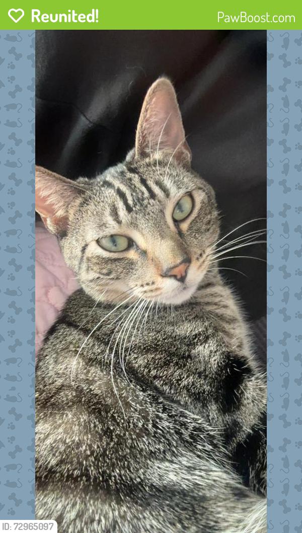 Reunited Male Cat last seen Near S Duncan Ave, East Los Angeles, CA 90022, USA, East Los Angeles, CA 90022