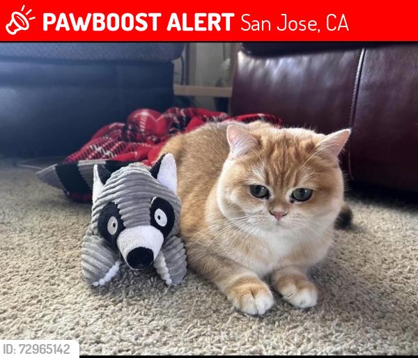 Lost Female Cat last seen My back yard, San Jose, CA 95132