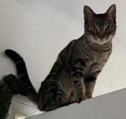 Lost Male Cat last seen Near S. Duncan Ave, East Los Angeles, CA 90022, East Los Angeles, CA 90022