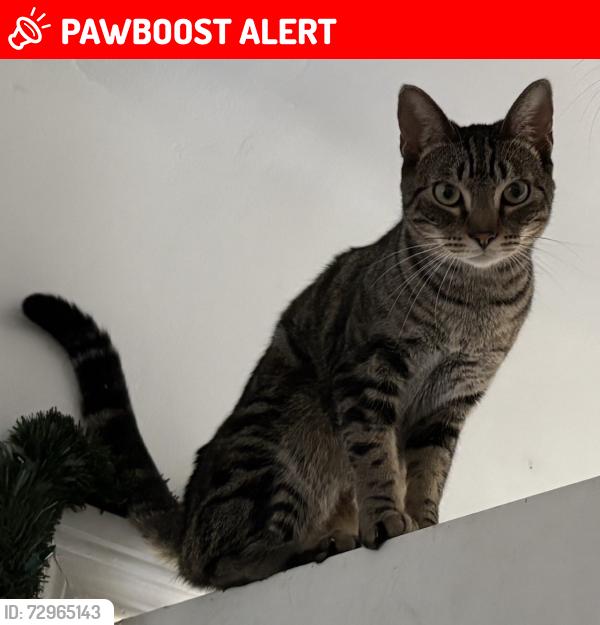 Lost Male Cat last seen Near S. Duncan Ave, East Los Angeles, CA 90022, East Los Angeles, CA 90022