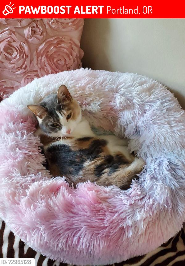Lost Female Cat last seen SE Duke, Portland, OR 97206