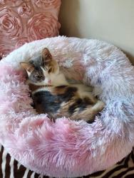Lost Female Cat last seen SE Duke, Portland, OR 97206