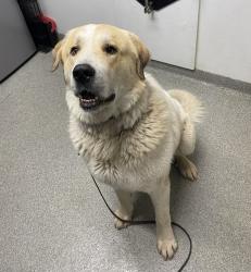 Shelter Stray Male Dog last seen Buena Creek Road, San Marcos, CA, 92069, Escondido, CA 92027