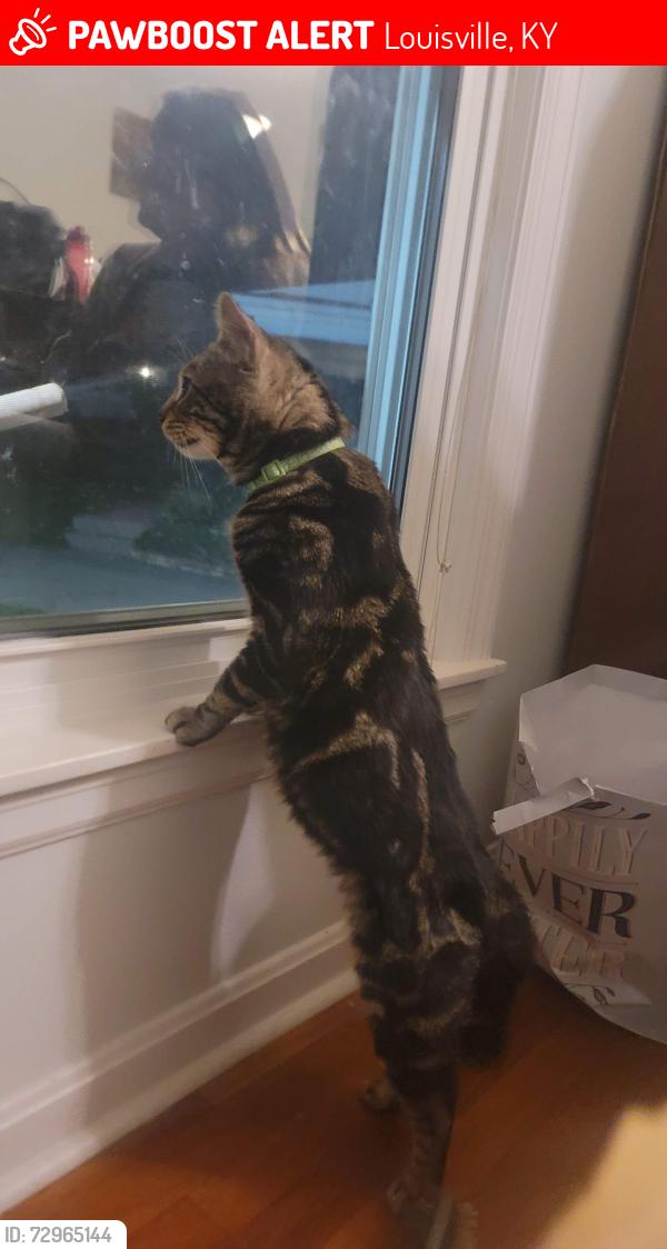 Lost Male Cat last seen Hudson lane and idlewood, Louisville, KY 40291