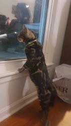 Lost Male Cat last seen Hudson lane and idlewood, Louisville, KY 40291