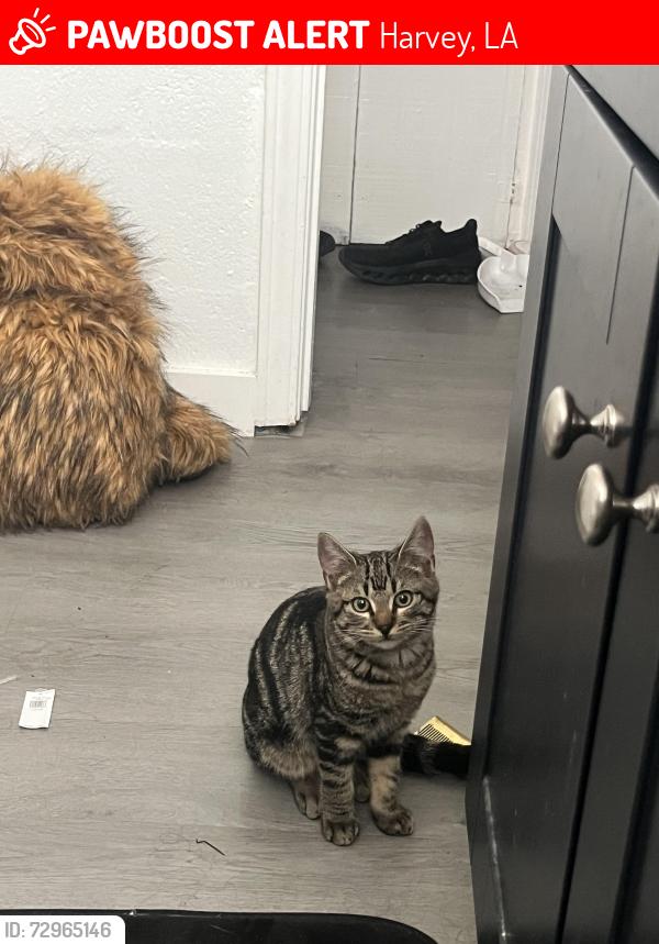 Lost Male Cat last seen Old harvey neighborhood , Harvey, LA 70058