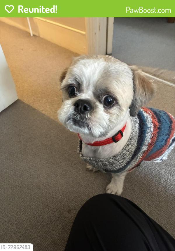 Reunited Male Dog last seen CR7 6DB, Greater London, England CR7 6DB