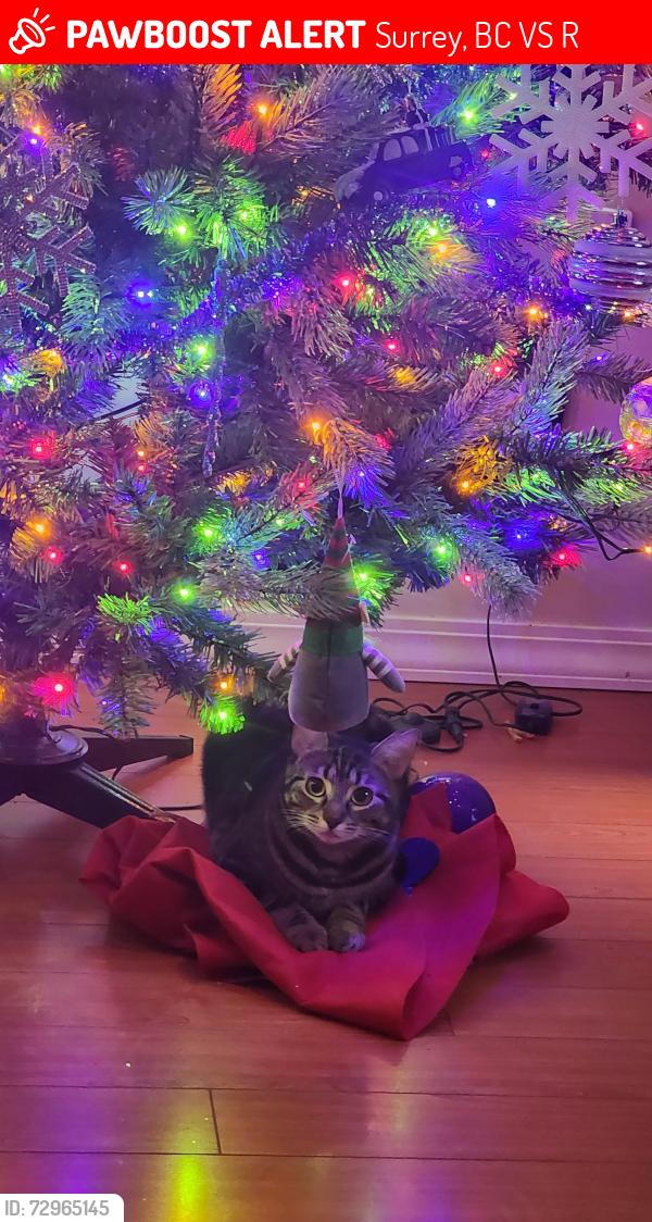 Lost Female Cat last seen 178b ave, Surrey, BC V3S 1R2