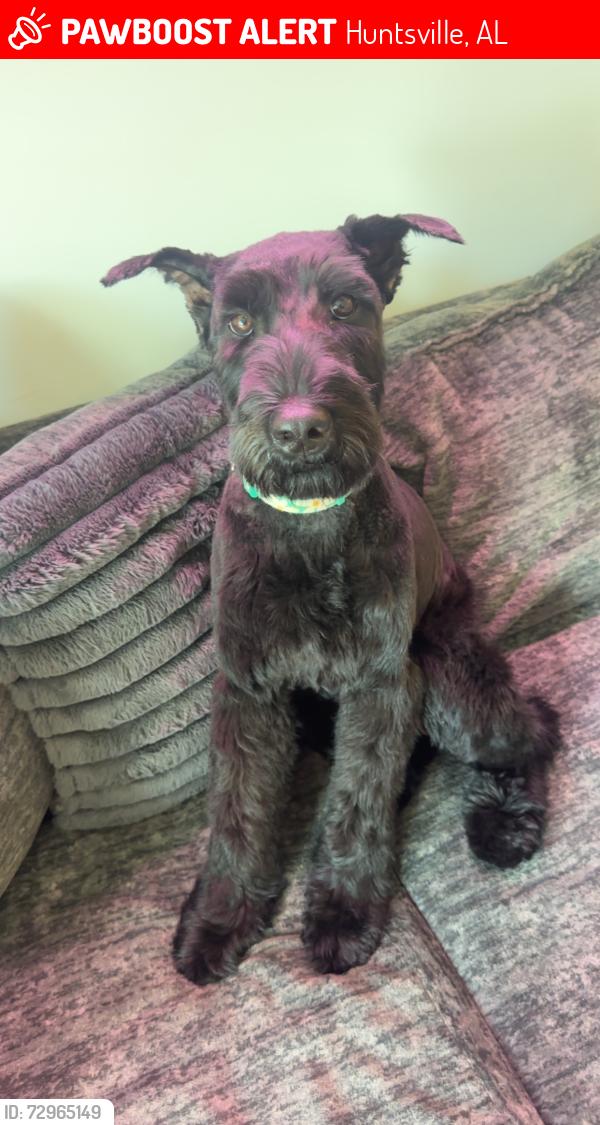 Lost Female Dog last seen Research Park Blvd. And Blake Bottom Rd. , Huntsville, AL 35806