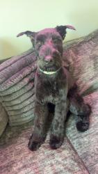 Lost Female Dog last seen Research Park Blvd. And Blake Bottom Rd. , Huntsville, AL 35806