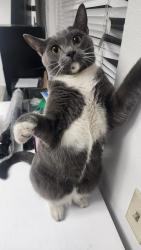 Reunited Male Cat last seen Civic Center Dr and Coolidge Ave., National City, CA 91950