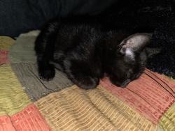 Found/Stray Male Cat last seen Strathern and Vineland, Los Angeles, CA 91352