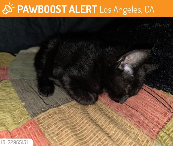 Found/Stray Male Cat last seen Strathern and Vineland, Los Angeles, CA 91352