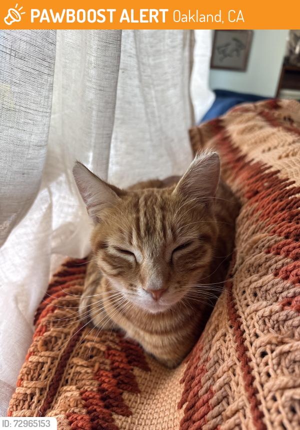 Found/Stray Female Cat last seen 42nd and Market Street, Oakland, CA 94608
