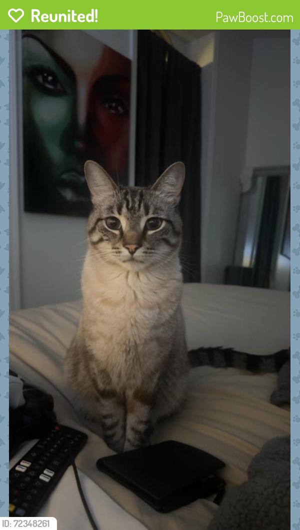 Reunited Male Cat last seen Elizabeth and Colfax, Denver, CO 80206