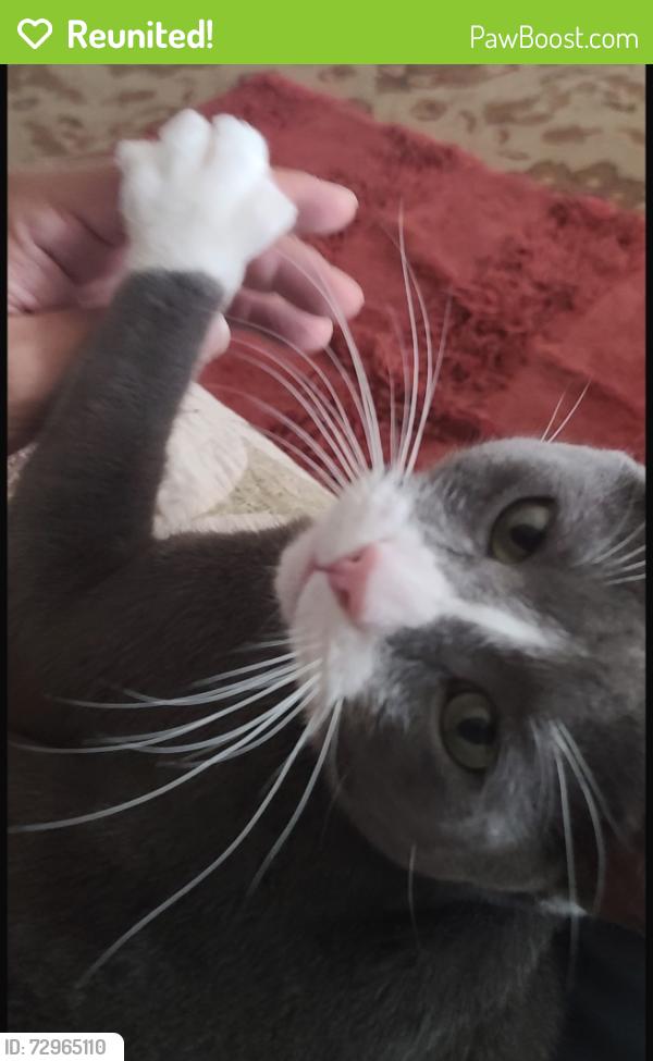 Reunited Male Cat last seen E Mirada Rd, Highland, CA 92346
