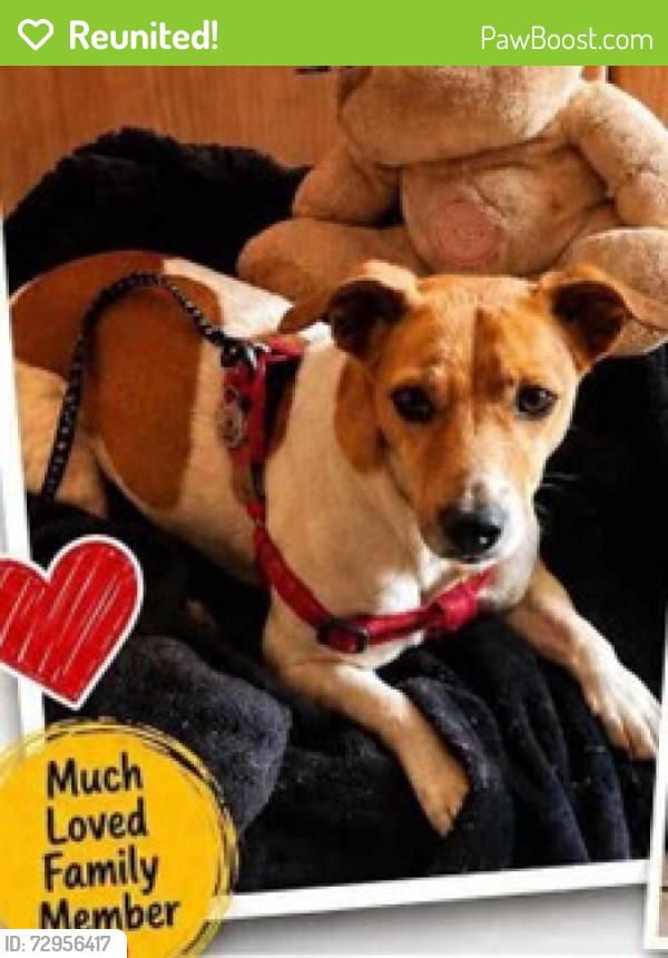 Reunited Female Dog last seen Perel Street, Silverfields, Krugersdorp, GP 1739