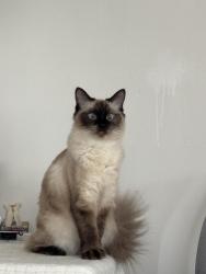 Lost Female Cat last seen 5/20 Derby Street Rooty Hill NSW 2766, Rooty Hill, NSW 2766