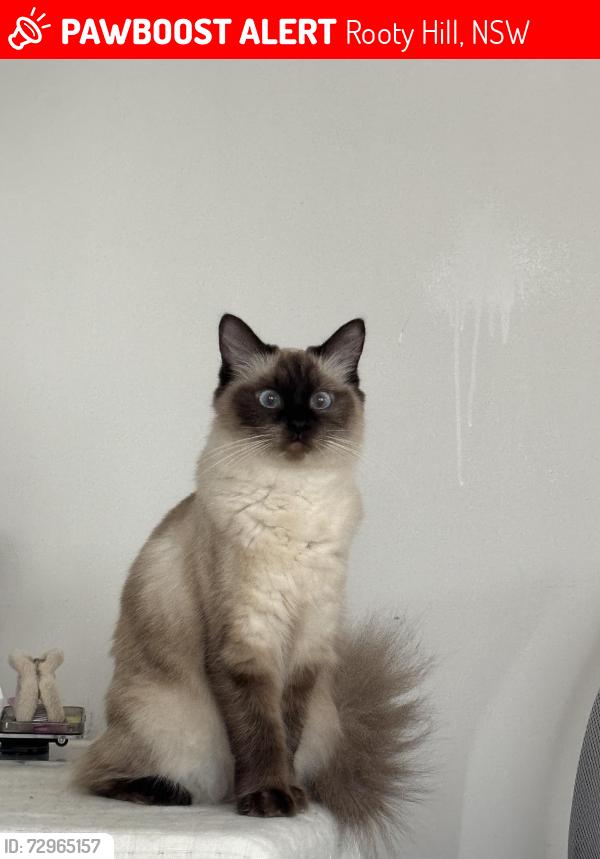 Lost Female Cat last seen 5/20 Derby Street Rooty Hill NSW 2766, Rooty Hill, NSW 2766
