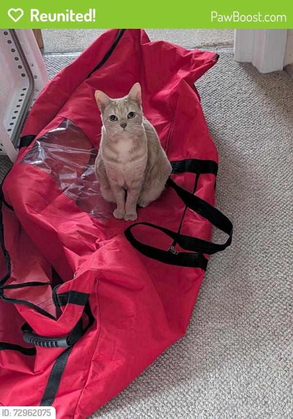 Reunited Female Cat last seen Standing Avenue, Greater Manchester, England BL8 2DS