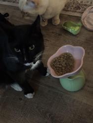 Reunited Male Cat last seen Germane Avenue by the S, Apple Valley, MN 55124