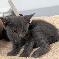 Shelter Stray Female Cat last seen , Camarillo, CA 93010